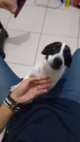 odin 