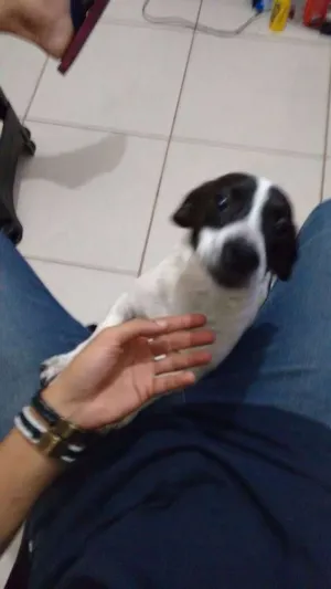 Cachorro raça mestiço com vira lata  idade 2 anos nome odin 