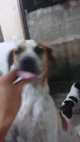 odin 