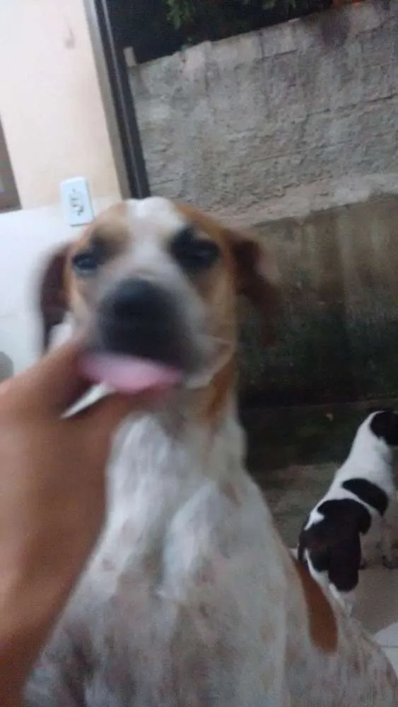 Cachorro ra a mestiço com vira lata  idade 2 anos nome odin 