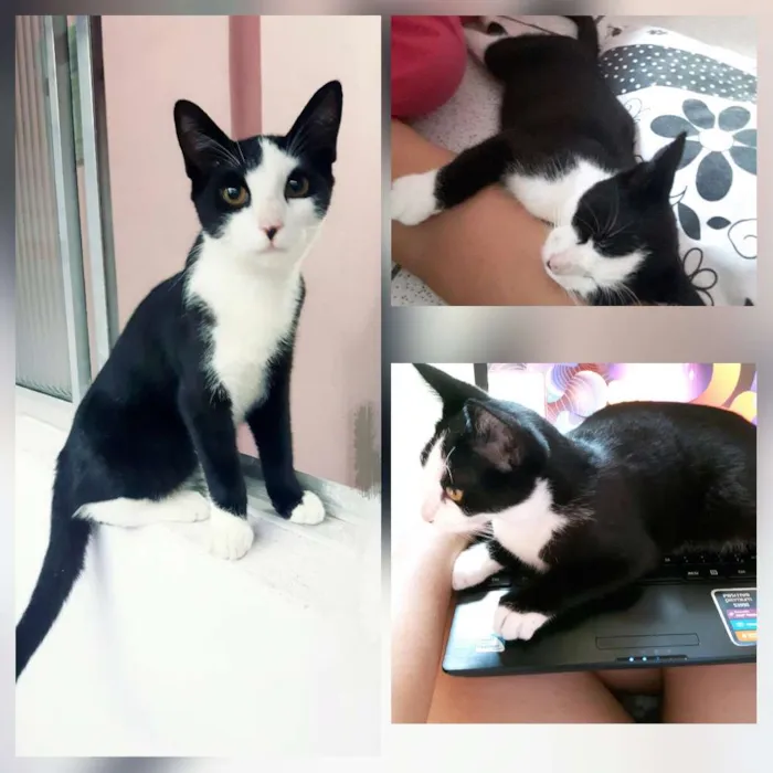 Gato ra a  idade 7 a 11 meses nome brigadeiro