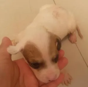 Cachorro raça vira lata idade Abaixo de 2 meses nome sem nomes