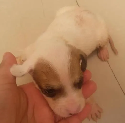 Cachorro ra a vira lata idade Abaixo de 2 meses nome sem nomes