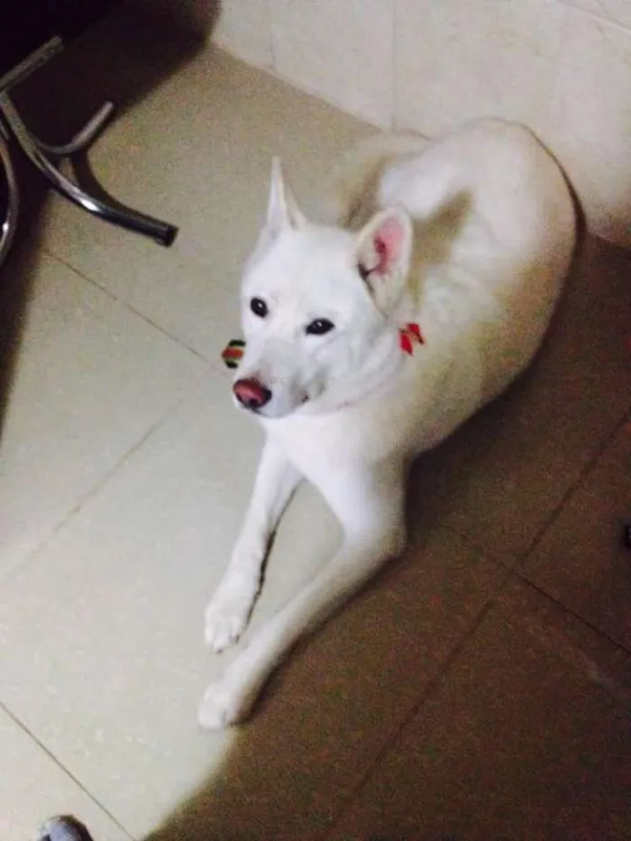 Cachorro ra a Akita idade 6 ou mais anos nome Apollo