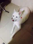Apollo
