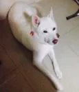 Apollo