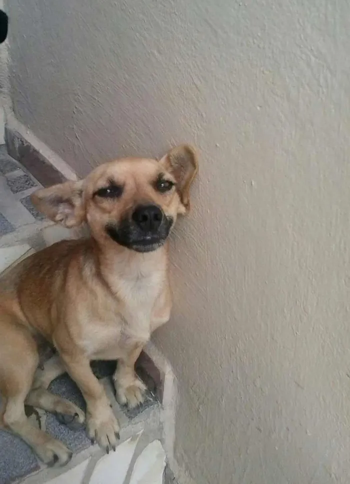 Cachorro raça indefinida idade 2 anos nome Mel