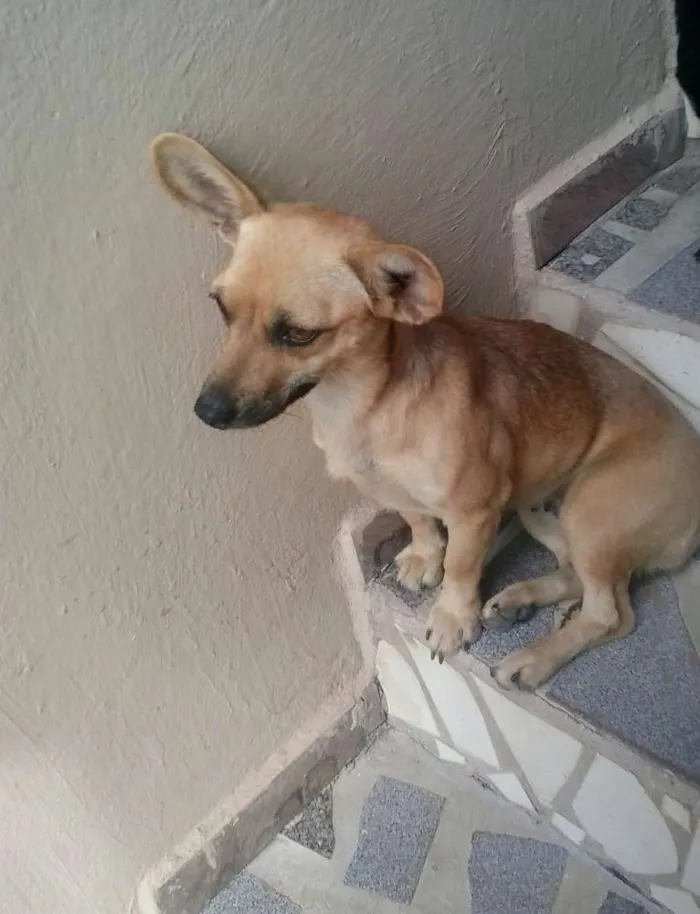 Cachorro raça indefinida idade 2 anos nome Mel