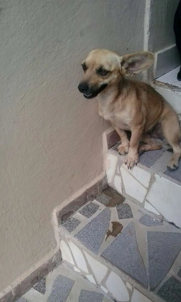 Cachorro raça indefinida idade 2 anos nome Mel