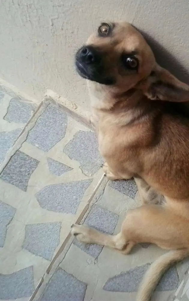 Cachorro raça indefinida idade 2 anos nome Mel