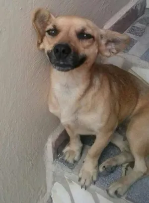 Cachorro raça indefinida idade 2 anos nome Mel