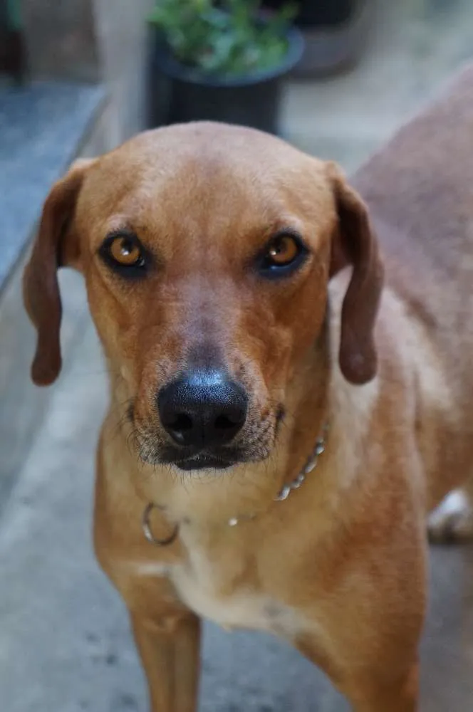 Cachorro ra a Labrador idade 2 anos nome Madona