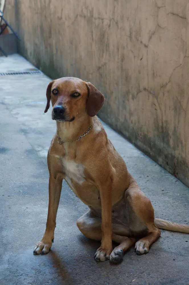 Cachorro ra a Labrador idade 2 anos nome Madona