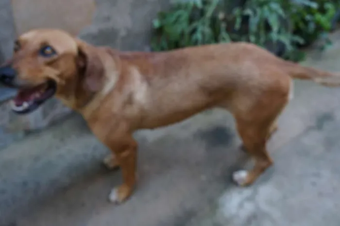 Cachorro ra a Labrador idade 2 anos nome Madona