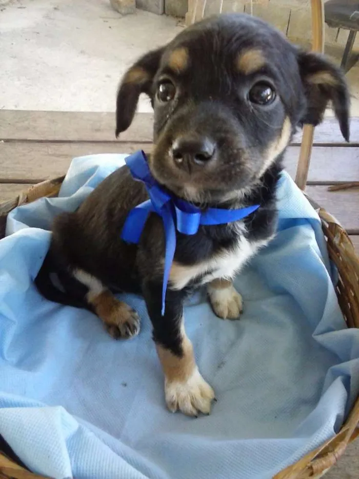 Cachorro ra a  idade Abaixo de 2 meses nome Junior