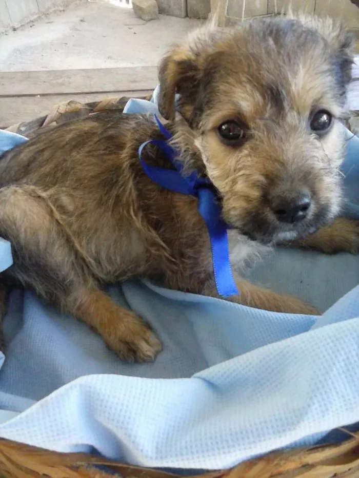Cachorro ra a  idade Abaixo de 2 meses nome Tigrão