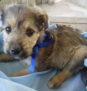 Cachorro raça  idade Abaixo de 2 meses nome Tigrão