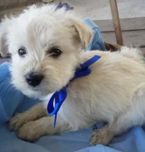 Cachorro raça  idade Abaixo de 2 meses nome Thor