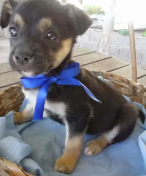 Cachorro raça  idade Abaixo de 2 meses nome Messi