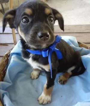 Cachorro raça  idade Abaixo de 2 meses nome Junior