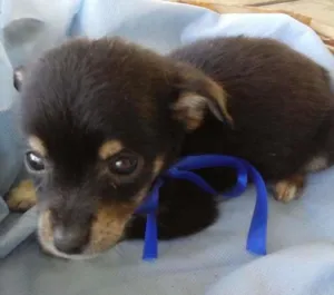 Cachorro raça  idade Abaixo de 2 meses nome Artur