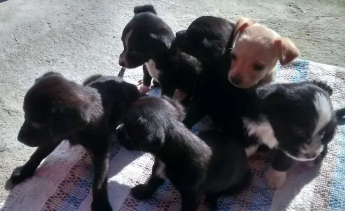 Cachorro ra a sem raça definida idade Abaixo de 2 meses nome sem nome