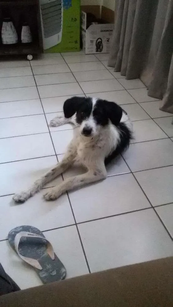 Cachorro ra a Nao sei (opcional: vira lata)  idade 7 a 11 meses nome Mimosa