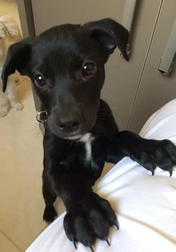 Cachorro ra a SRD idade 2 a 6 meses nome Filó