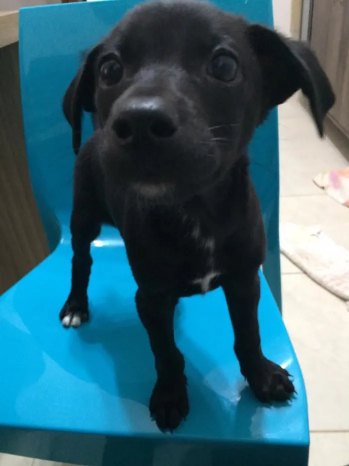 Cachorro ra a SRD idade 2 a 6 meses nome Filó
