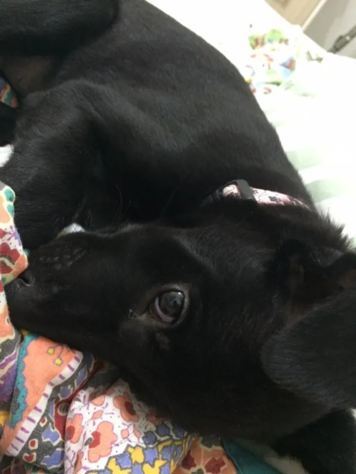 Cachorro ra a SRD idade 2 a 6 meses nome Filó