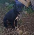 Dora
