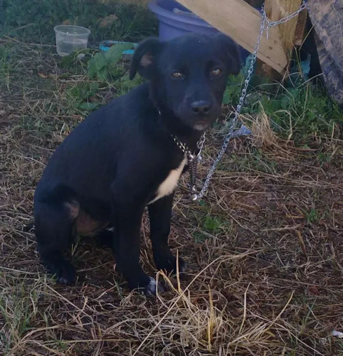 Cachorro ra a vira lata idade 2 a 6 meses nome Dora