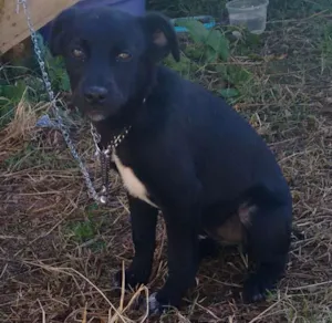 Cachorro raça vira lata idade 2 a 6 meses nome Dora