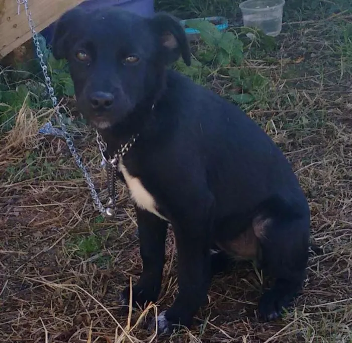 Cachorro ra a vira lata idade 2 a 6 meses nome Dora