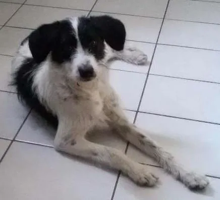 Cachorro ra a Nao sei (opcional: vira lata)  idade 7 a 11 meses nome Mimosa