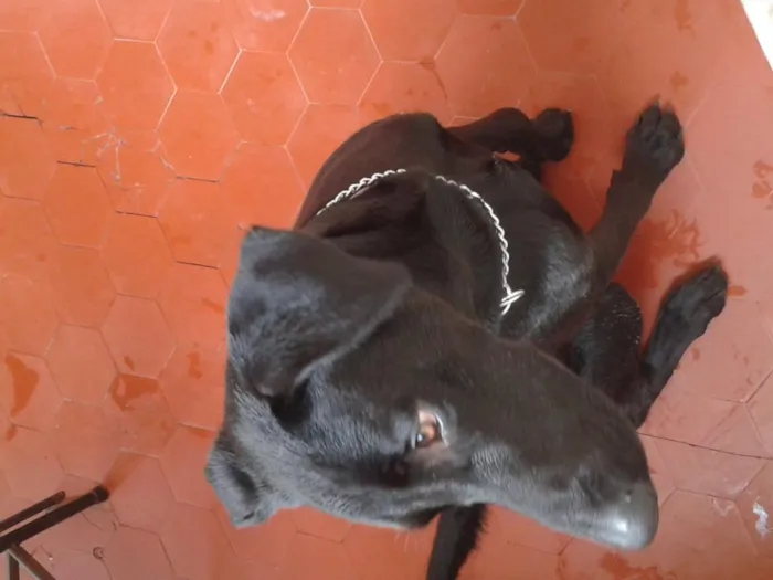 Cachorro ra a Labrador idade 7 a 11 meses nome Lupe