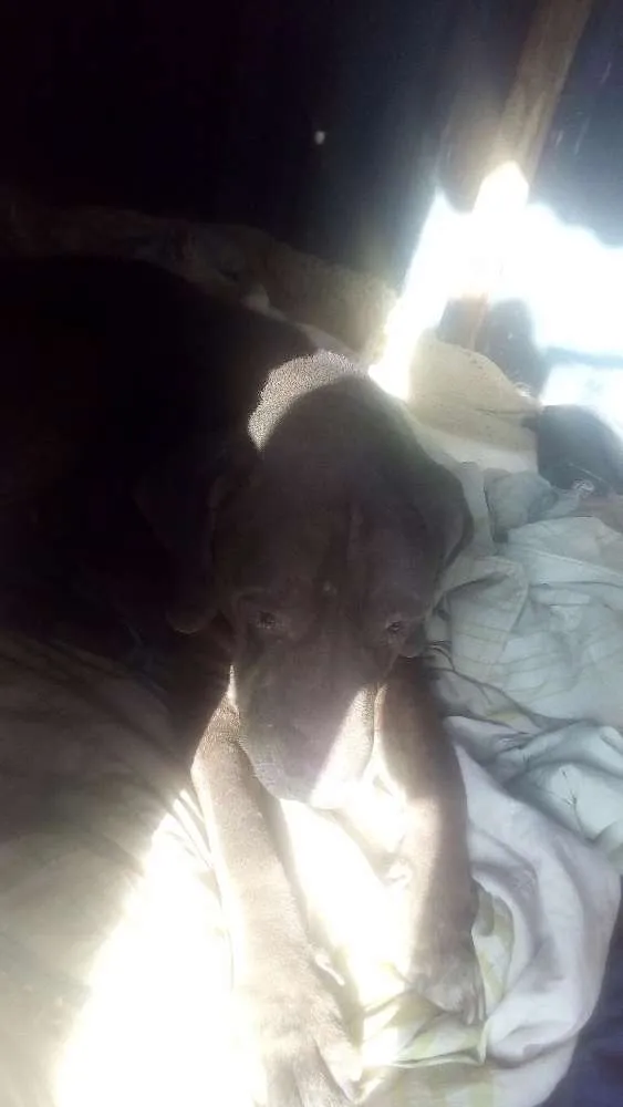 Cachorro ra a Fila labrador idade 6 ou mais anos nome Hércules