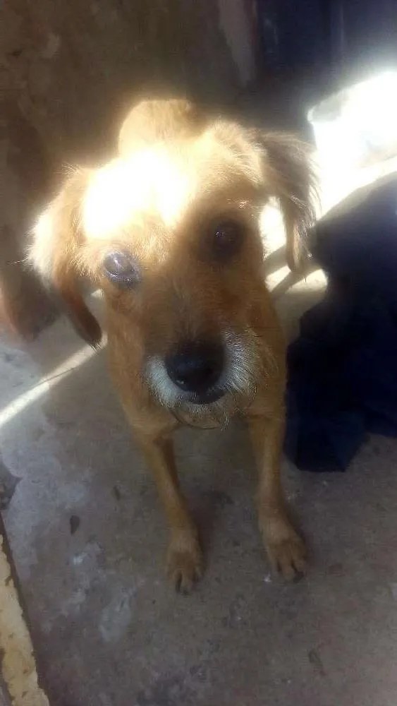Cachorro ra a Vira lata idade 6 ou mais anos nome Felix