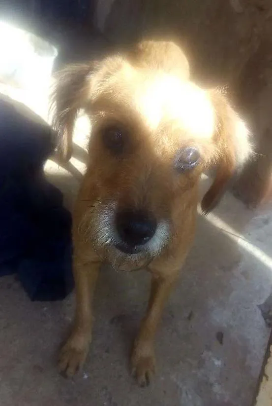 Cachorro ra a Vira lata idade 6 ou mais anos nome Felix