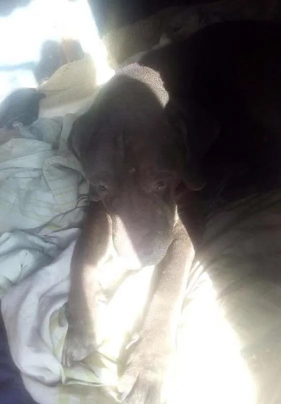 Cachorro ra a Fila labrador idade 6 ou mais anos nome Hércules