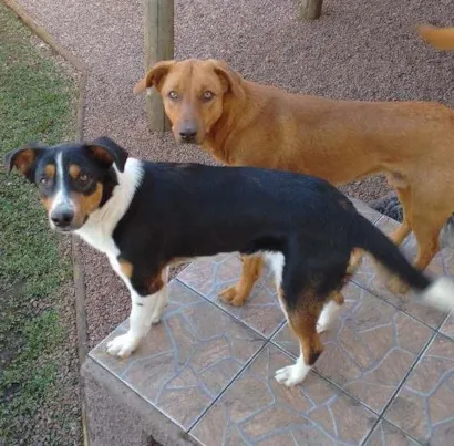 Cachorro raça VIRA LATA idade 1 ano nome CACO