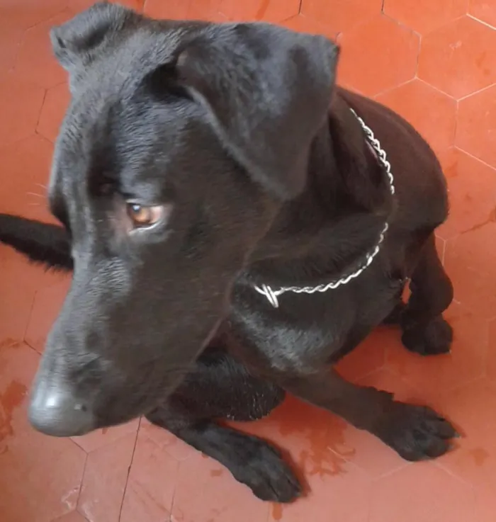 Cachorro ra a Labrador idade 7 a 11 meses nome Lupe