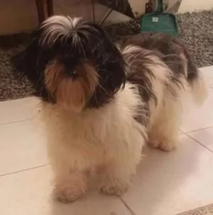 Cachorro raça Shitz idade 2 anos nome Mel