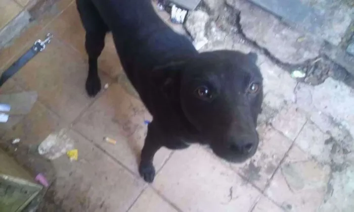 Cachorro ra a Labrador com vira lata  idade 1 ano nome Mike 