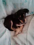 Pequeno