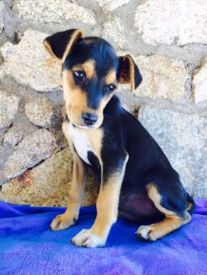 Cachorro raça srd idade 2 a 6 meses nome Zeca