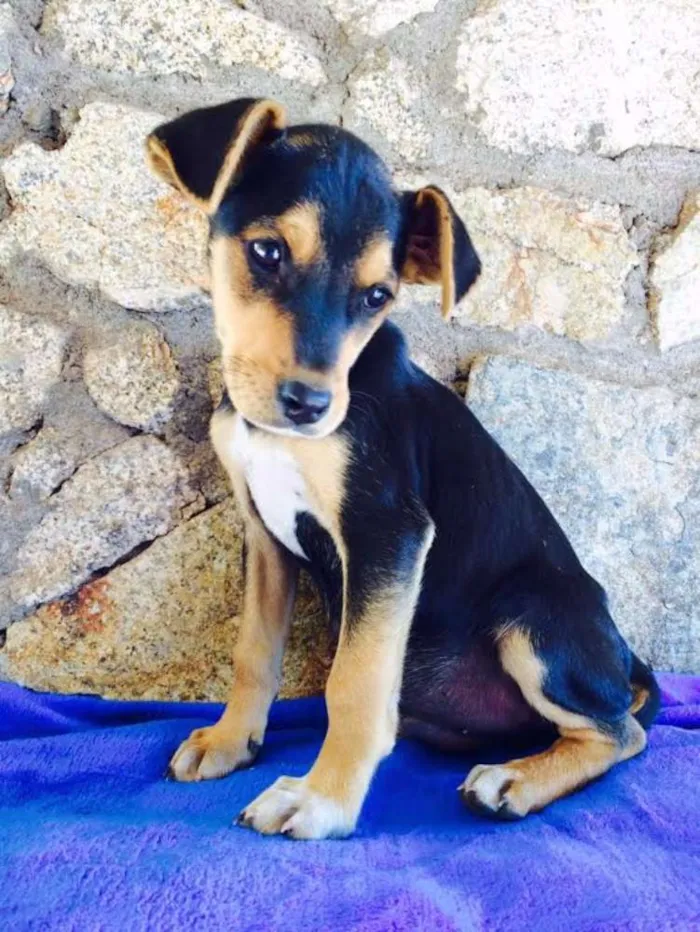 Cachorro ra a srd idade 2 a 6 meses nome Zeca