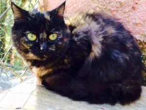 Gato raça SRD idade 2 a 6 meses nome Corujinha