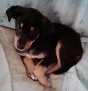 Cachorro raça srd idade 2 a 6 meses nome Pequeno