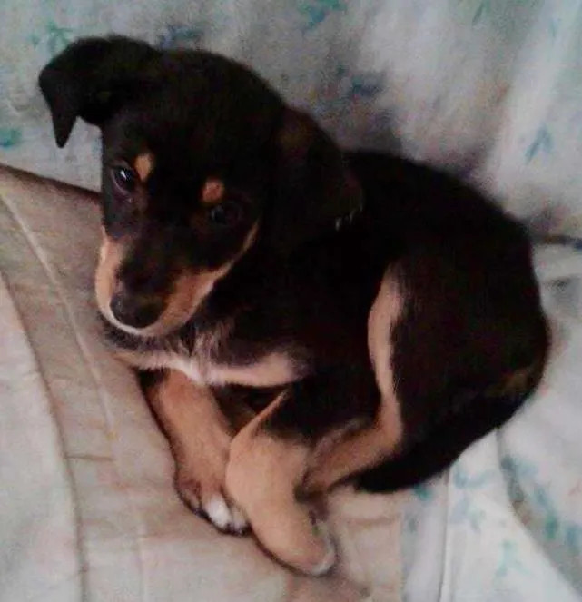 Cachorro ra a srd idade 2 a 6 meses nome Pequeno